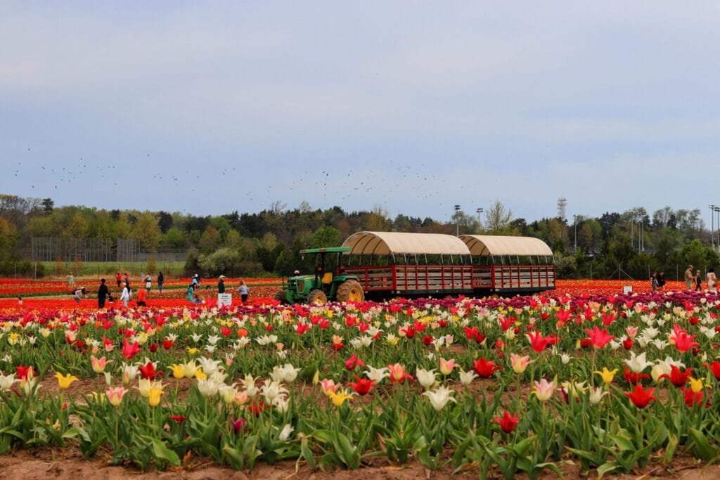 balades dans champs de tulipes lors d un voyage réalisé par studio voyages travel planner